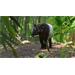 ESD Planet Zoo Southeast Asia Animal Pack 7860