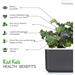 Smart Garden Kučeravý kel PCW-047